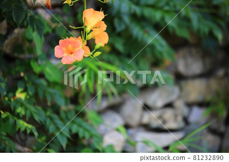 Summer scenery, Oeam Folk Village Summer scenery, Oeam Folk Village 81232890