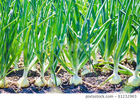 Onion farm 81232903