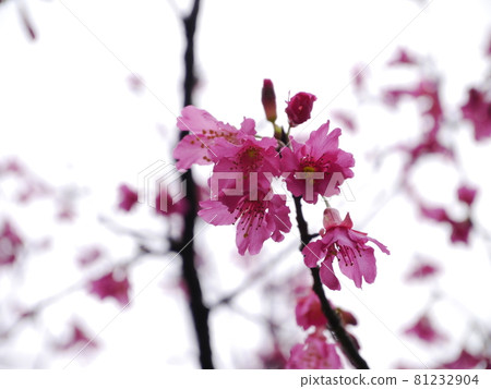 Cherry blossoms  81232904