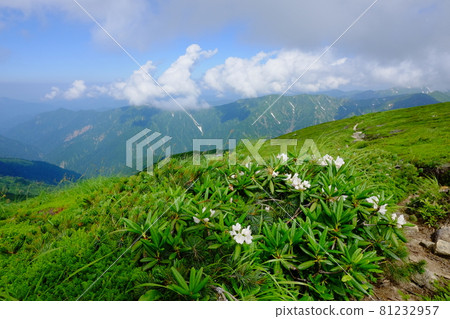 Mt. Asahi (Asahi mountain range), a famous mountain with alpine plants in full bloom and a magnificent mountain landscape woven by beautiful ridges and snowy valleys Mt. Asahi (Asahi mountain range), a famous mountain with alpine plants in full bloom and a magnificent mountain landscape woven by beautiful ridges and snowy valleys 81232957