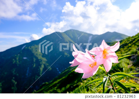 Himesayuri (Hime Sayuri), a pretty alpine plant that blooms only in the mountains around Mt. Asahi (Asahi mountain range) 81232963