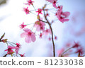 Sakura / Sakura / Sakura Sakura / Sakura / Sakura 81233038