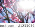 Sakura / Sakura / Sakura Sakura / Sakura / Sakura 81233039