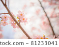Sakura / Sakura / Sakura Sakura / Sakura / Sakura 81233041