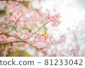 Sakura / Sakura / Sakura Sakura / Sakura / Sakura 81233042