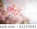 Sakura / Sakura / Sakura Sakura / Sakura / Sakura 81233043