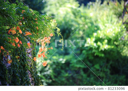 Folk village, summer trip 81233096