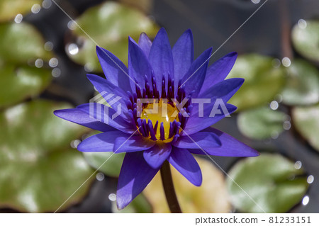Water lily 81233151