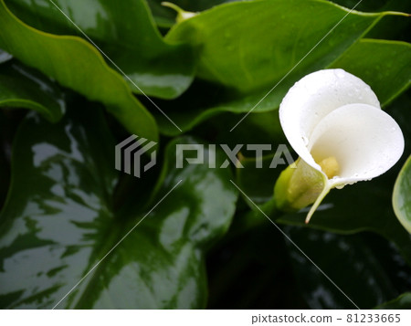 海芋 81233665