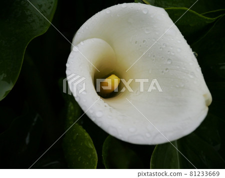 海芋 海芋 81233669
