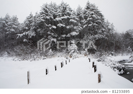It is the scenery at the foot of Mt. Wolong. It is covered with 1m of snow the morning after the blizzard. It's snowing. It is the scenery at the foot of Mt. Wolong. It is covered with 1m of snow the morning after the blizzard. It's snowing. 81233895