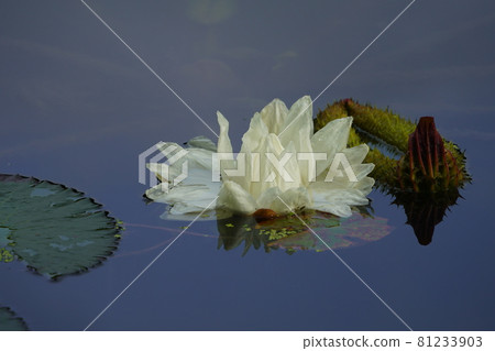 Large white flower of Victoria Amazonica Large white flower of Victoria Amazonica 81233903