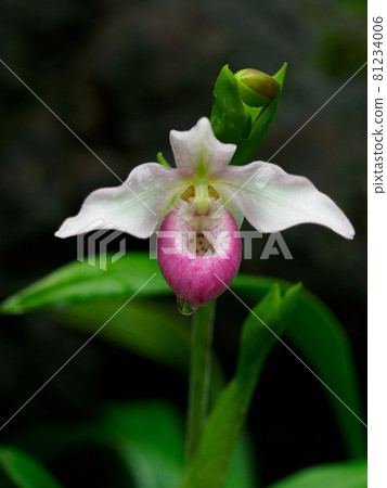 Phragmipedium with a large bag-shaped labellum 81234006