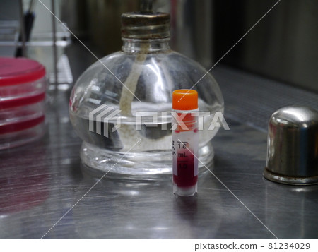 細菌培養 細菌培養 81234029