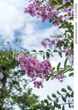 Crape myrtle flowers that bloom in pink in midsummer Crape myrtle flowers that bloom in pink in midsummer 81234408