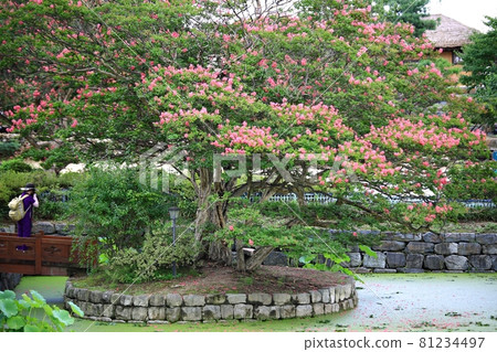 Old house scenery, Myeongjae old house Old house scenery, Myeongjae old house 81234497