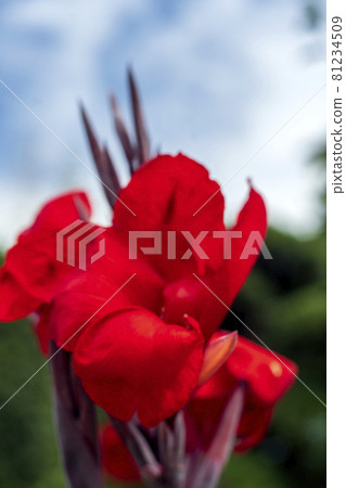 美人蕉花在盛夏燦爛的陽光下閃閃發光 美人蕉花在盛夏燦爛的陽光下閃閃發光 81234509