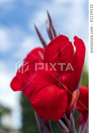 Canna flowers shining red in the midsummer shining sun 81234510