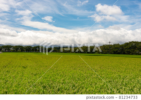 兵庫縣三田市夏季稻田風光 81234733