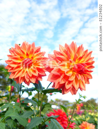 Dahlia in full bloom 81234802