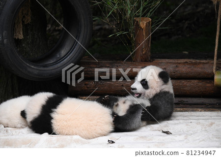 Gray baby panda who woke up alone during a nap 81234947