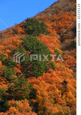 秋天在野木高速公路上燒紅的紅葉 81235114