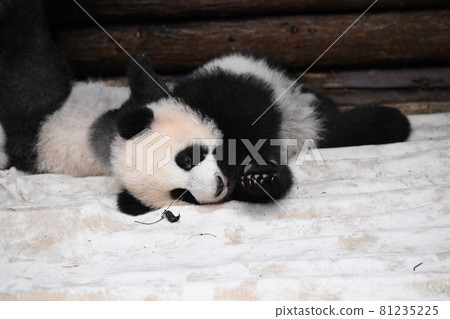 Baby panda 81235225