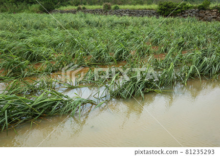A sugar cane field that was flooded by a typhoon in Okinawa A sugar cane field that was flooded by a typhoon in Okinawa 81235293