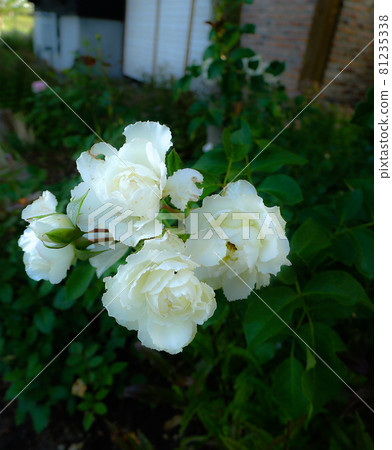 夏天結束了嗎?第二次開花的玫瑰 夏天結束了嗎?第二次開花的玫瑰 81235338