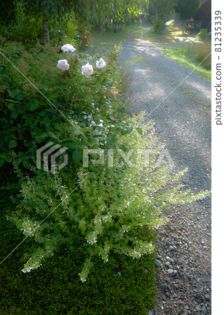 Is summer over? Roses blooming for the second time Is summer over? Roses blooming for the second time 81235339
