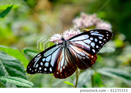 Asagi Mottle, a beautiful butterfly with many mysterious ecology that travels across the sea 81235355
