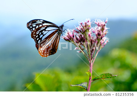 Asagi Mottle, a beautiful butterfly with many mysterious ecology that travels across the sea Asagi Mottle, a beautiful butterfly with many mysterious ecology that travels across the sea 81235356