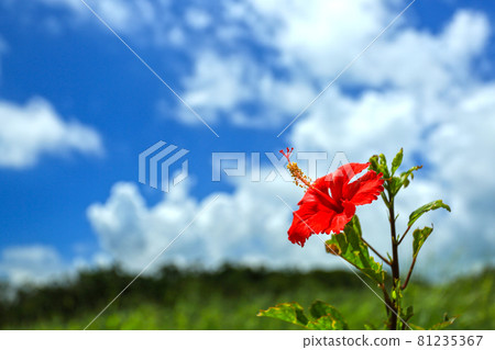 田園詩般的沖繩意象藍天和紅芙蓉 81235367