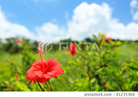 Idyllic Okinawa image Blue sky and red hibiscus 81235368