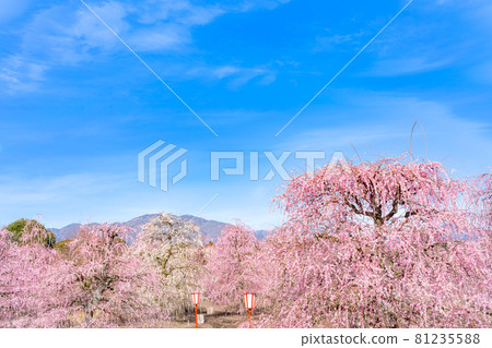 梅花園 梅花園 81235588