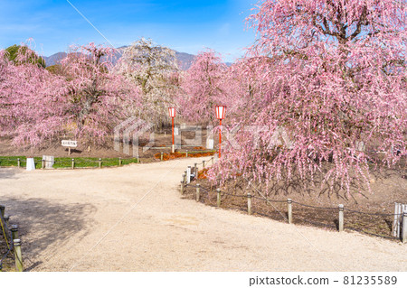梅花園 81235589
