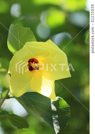 Hibiscus tiliaceus Yuna summer flowers 81235839