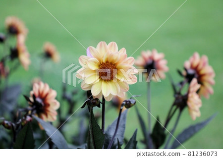 Dahlia 81236073