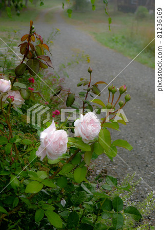 Is summer over? Roses blooming for the second time Is summer over? Roses blooming for the second time 81236169