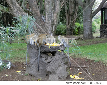 肯尼亞奈瓦沙湖畔一家酒店的花園裡，猴子們蜂擁而至 81236310