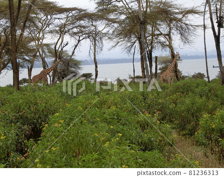 離長頸鹿很近！在肯尼亞奈瓦沙湖的克雷森特島上享受徒步旅行！ 81236313