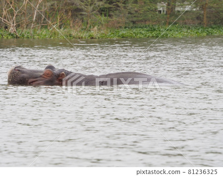 Hippopotamus found! Enjoy a boat safari at Lake Naivasha in Kenya! Hippopotamus found! Enjoy a boat safari at Lake Naivasha in Kenya! 81236325