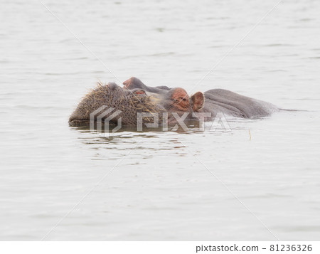 Hippopotamus found! Enjoy a boat safari at Lake Naivasha in Kenya! Hippopotamus found! Enjoy a boat safari at Lake Naivasha in Kenya! 81236326