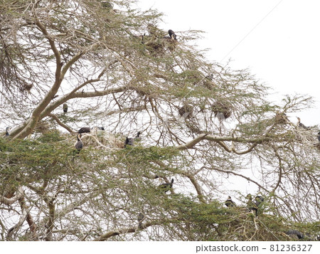 A lot of great cormorant nests! Enjoy a boat safari on Lake Naivasha in Kenya! A lot of great cormorant nests! Enjoy a boat safari on Lake Naivasha in Kenya! 81236327