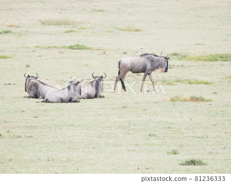 A lot of wildebeest! Walking safari on Cresent Island on Lake Naivasha in Kenya! 81236333