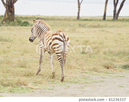 觀察附近的斑馬!在肯尼亞奈瓦沙湖的克雷森特島上徒步旅行! 觀察附近的斑馬!在肯尼亞奈瓦沙湖的克雷森特島上徒步旅行! 81236337