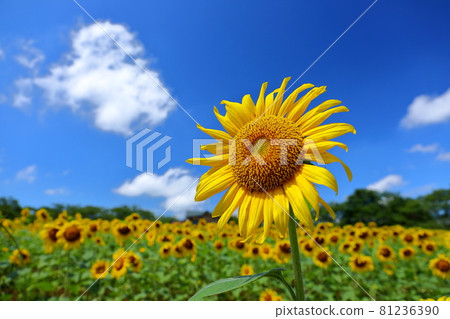 Sunflower field in Higashimatsuyama Agricultural and Forestry Park, Oya, Higashimatsuyama City, Saitama Prefecture 81236390