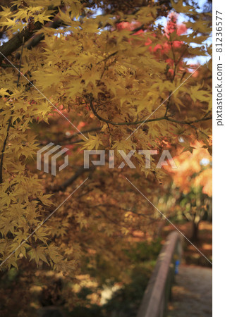 廣島縣三原市三溪園秋葉橋 81236577