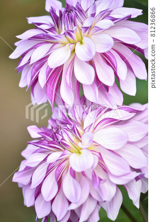 Dahlia 81236866