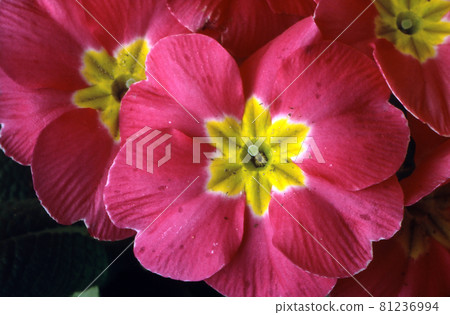Primrose 81236994
